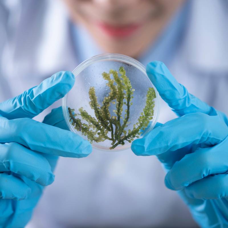 El impacto de las biotoxinas en el sector bateeiro: cierres, riesgos y soluciones